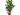 FICUS ROBUSTA 4L
