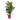 FICUS ROBUSTA 4L