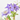 CLEMATIS - SURTIDO VARIADO - MACETA 2 LITROS