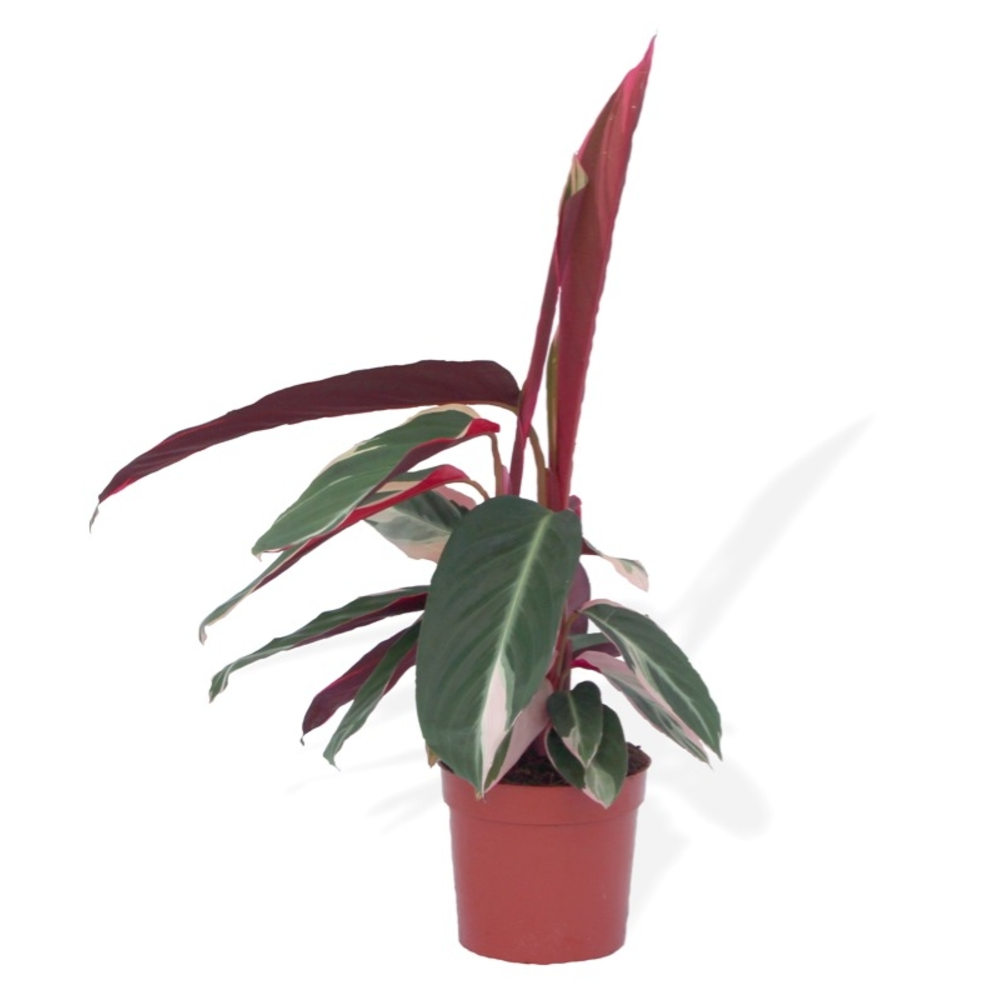CALATHEA VARIEDADES M-12