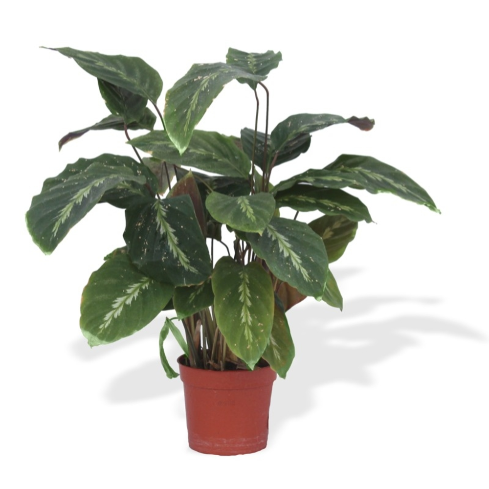 CALATHEA VARIEDADES M-12