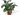 CALATHEA VARIEDADES M-12