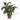 CALATHEA VARIEDADES M-12