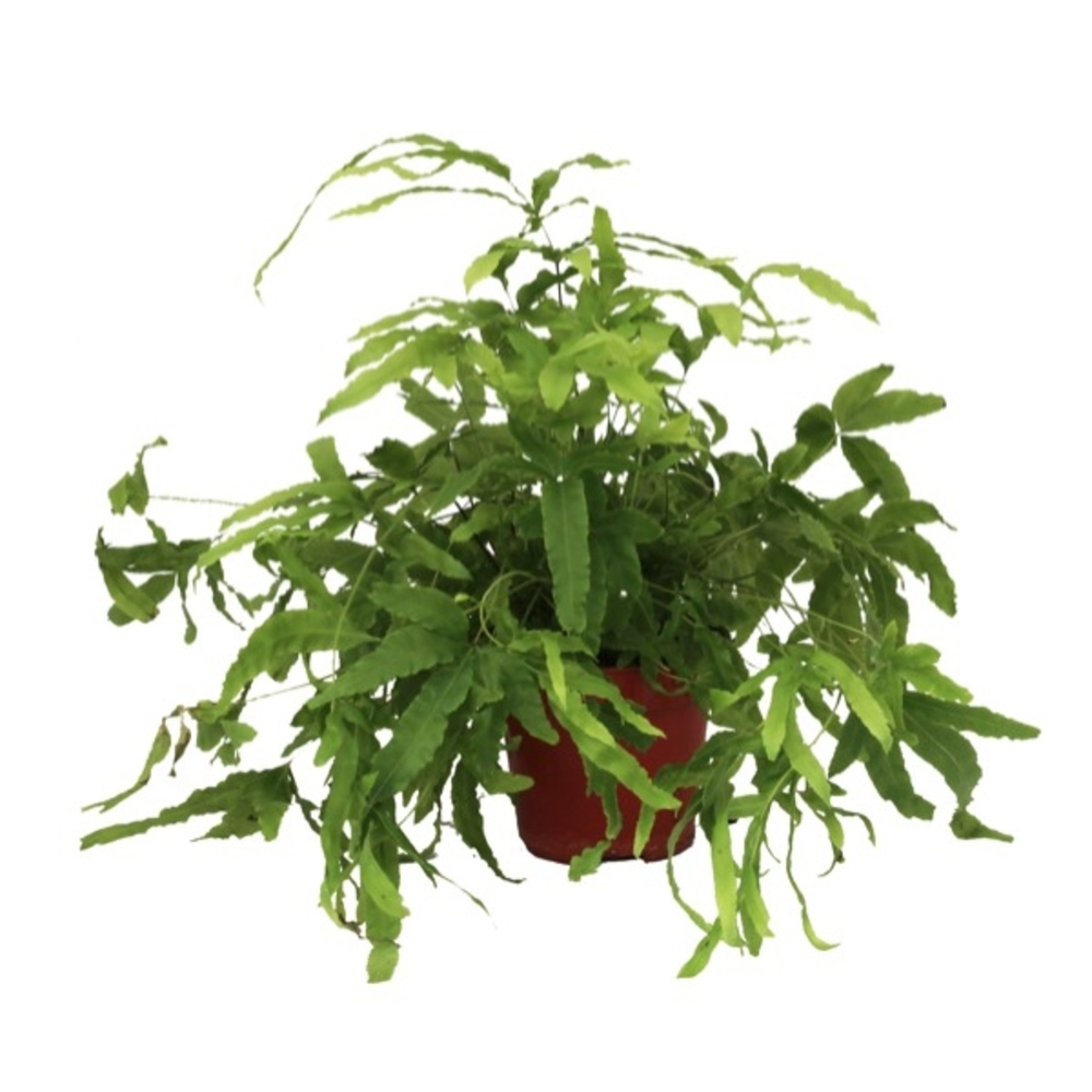 Helecho - Planta online Verdecora