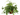 Helecho - Planta online Verdecora