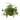 Helecho - Planta online Verdecora