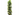 SCHEFFLERA GOLD 10L
