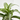 DRACENA - SURTIDO VARIADO Maceta 12cm