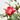 ROSAL SEVILLANA MACETA 3 LITROS