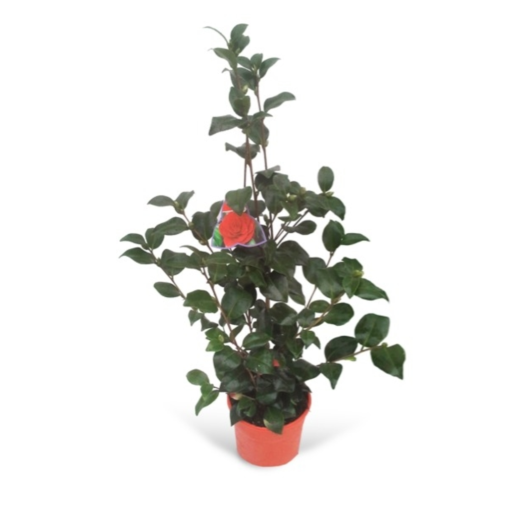 CAMELIA  VARIEDADES 3L