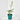 HOSTA MACETA 3 LITROS