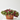 MILLION BELLS TARRINA Tarrina 25cm