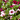 MILLION BELLS TARRINA Tarrina 25cm