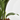 ASPIDISTRA MACETA 15CM