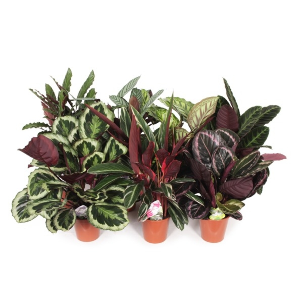 CALATHEA 3L
