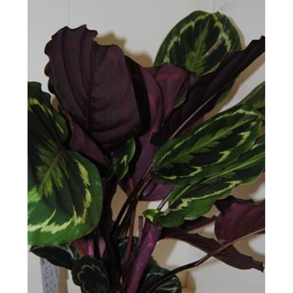 CALATHEA VARIEDADES M-12