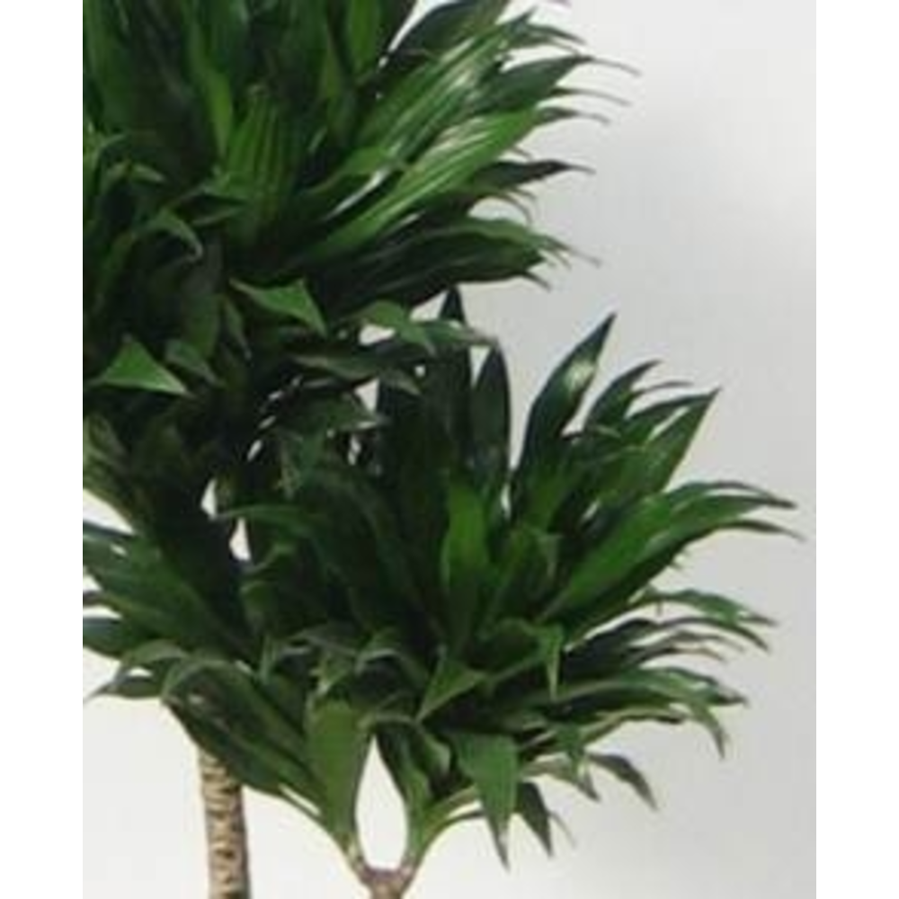DRACENA VARIEDADES M-12