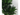 DRACENA VARIEDADES M-12