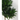 DRACENA VARIEDADES M-12