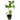 GIRASOL  MACETA 11CM