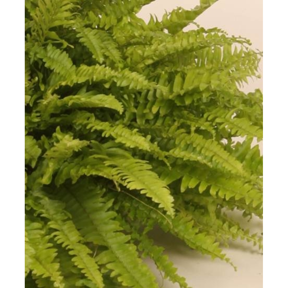 Helecho - Planta online Verdecora
