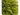 Helecho - Planta online Verdecora
