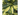 SCHEFFLERA GOLD 5L