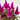 CELOSIA CARACAS Maceta 12cm