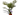 Spathiphyllum