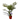 Spathiphyllum