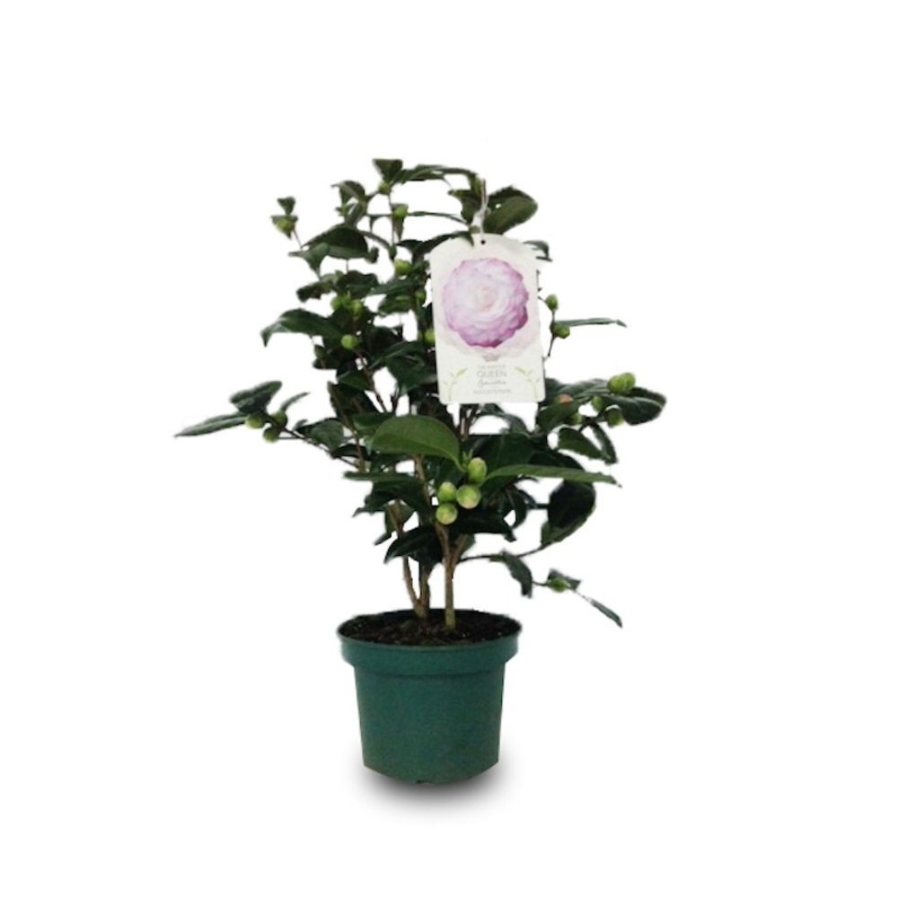 CAMELIA  VARIEDADES 3L