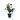 CAMELIA  VARIEDADES 3L
