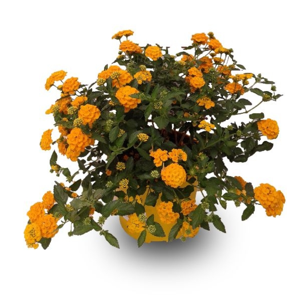 Lantana en maceta