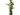 Planta Trepadora Velo de Novia en Maceta de 3 litros