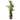 Planta Trepadora Velo de Novia en Maceta de 3 litros