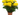 CRISANTEMO TURNER 3L