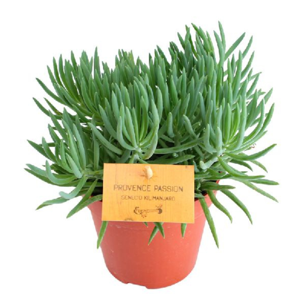 Senecio planta de interior en maceta 12cm