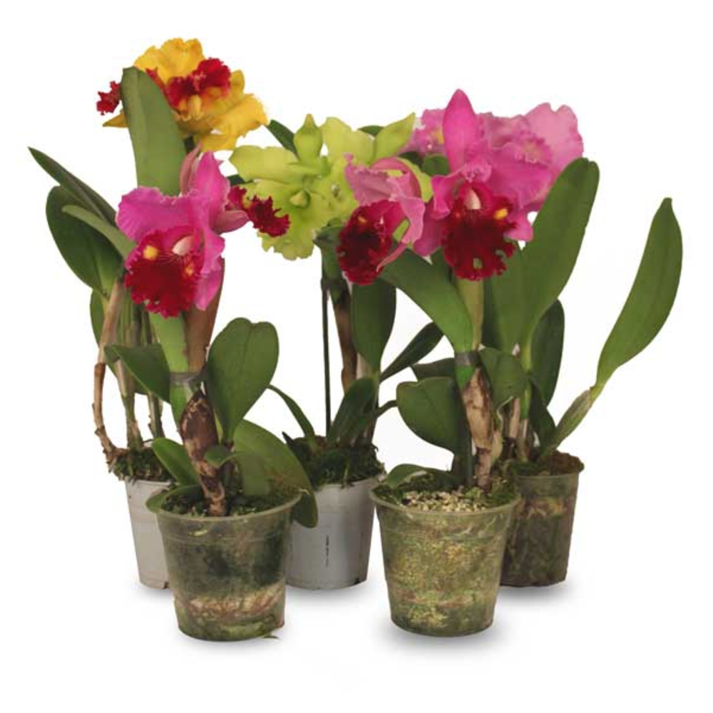 CATTLEYA M-12 1TALLOS