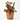 CALLISTEMON 5L Maceta 5 litros