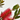 CALLISTEMON 5L Maceta 5 litros