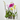 ORQUÍDEA PHALAENOPSIS 2 TALLO MACETA 12CM SURTIDO VARIADO