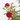 ROSAL POLYANTHA COPA MACETA 3L