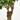 FICUS GINSENG BONSAI