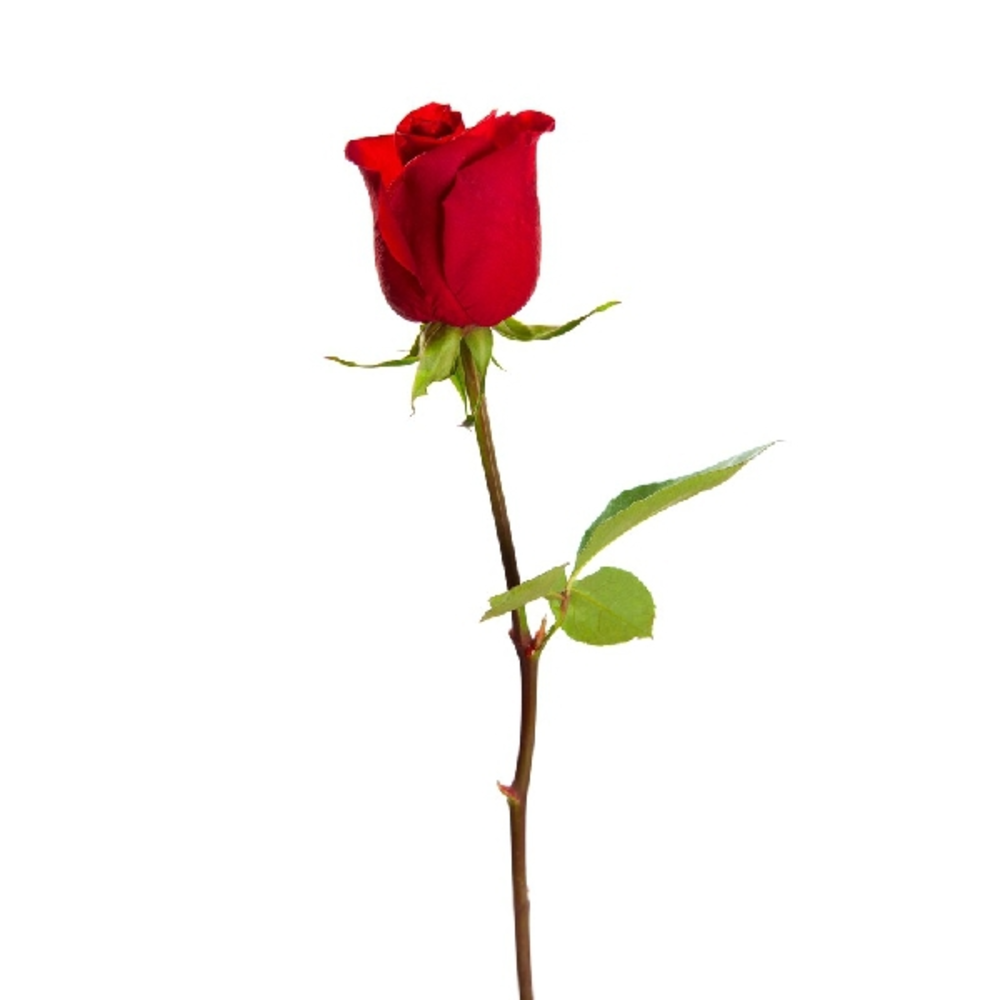 ROSA TALLO 40/50