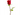 ROSA TALLO 40/50