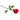 ROSA TALLO 40/50