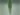Tillandsia