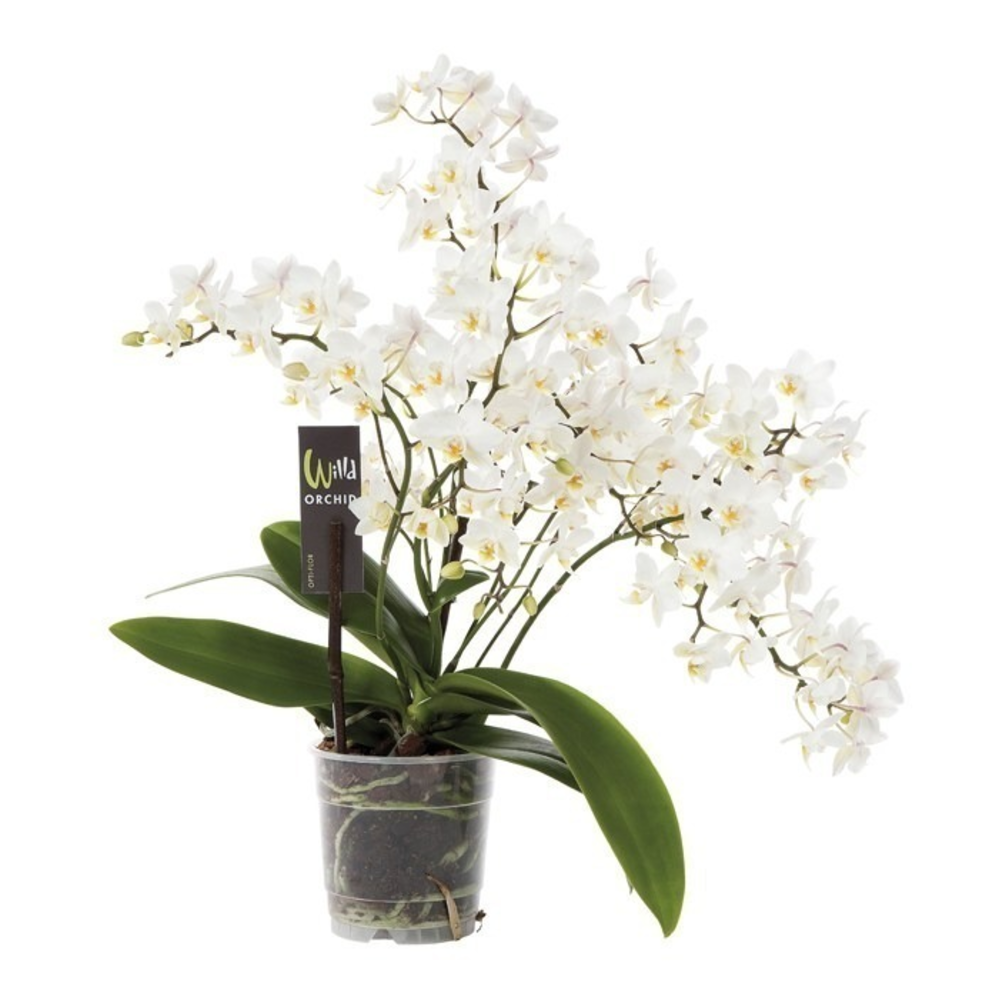 orquidea phalaenopsis multiflora de 4 tallos