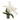 orquidea phalaenopsis multiflora de 4 tallos