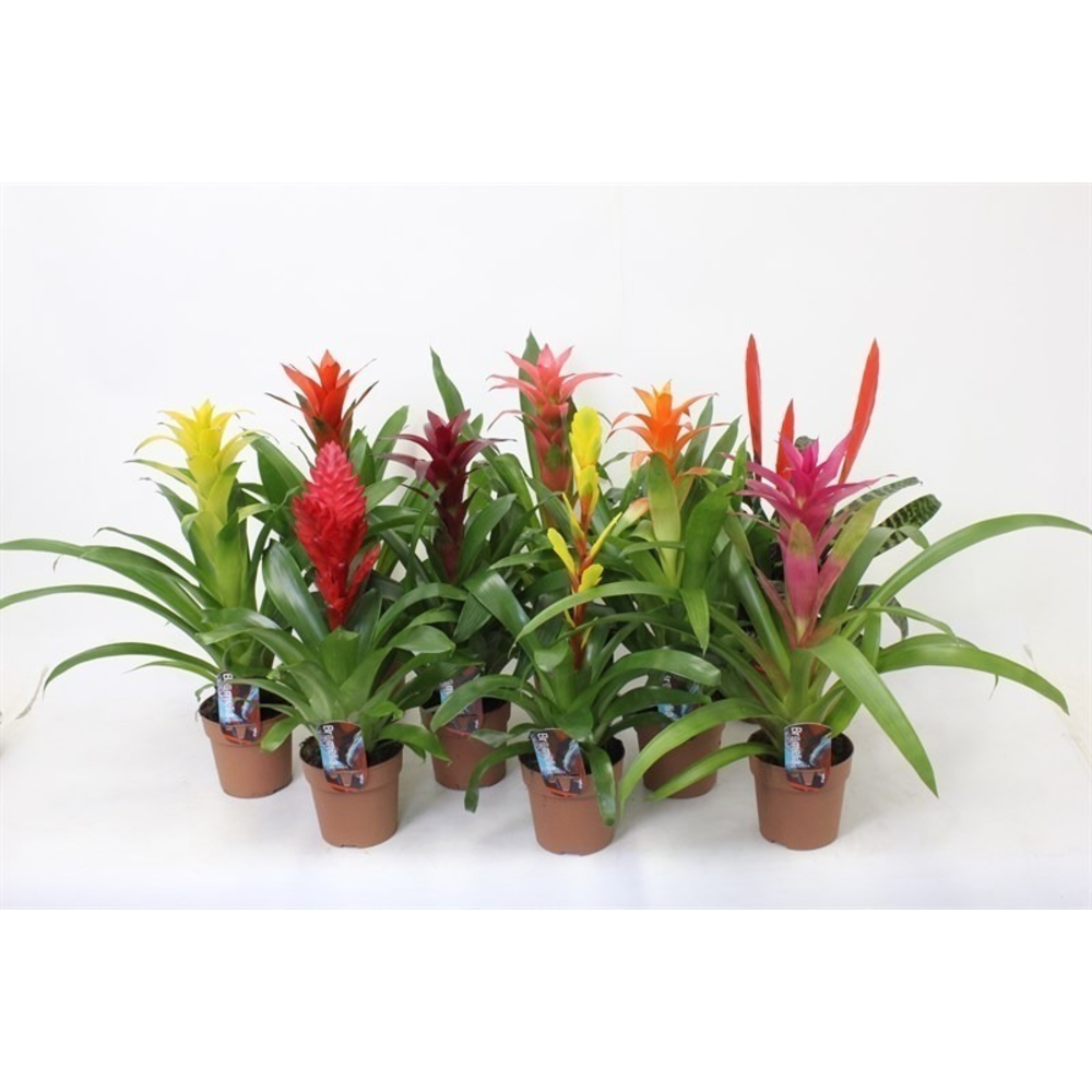 Bromelia en maceta